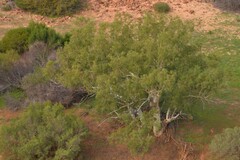 Eucalyptus camaldulensis