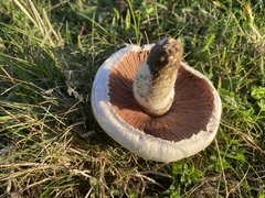 Agaricus campestris