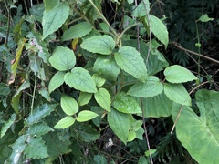 Clematis leschenaultiana