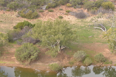 Eucalyptus camaldulensis