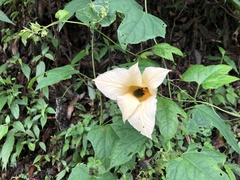 Momordica cochinchinensis