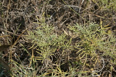 Salvia scabiosifolia