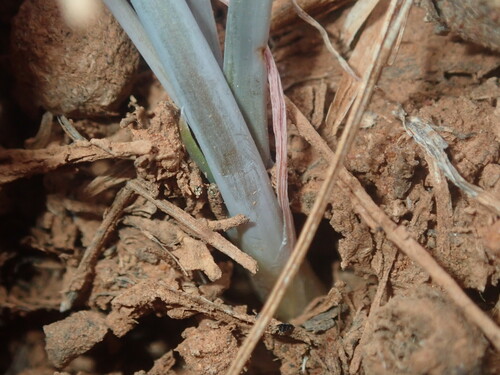 Image of Bulbine Alata (Bulbine alata) by (c) Thomas Mesaglio, some rights reserved (CC BY)