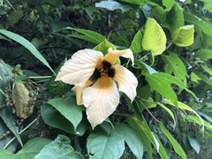 Momordica cochinchinensis