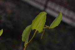 Muehlenbeckia adpressa