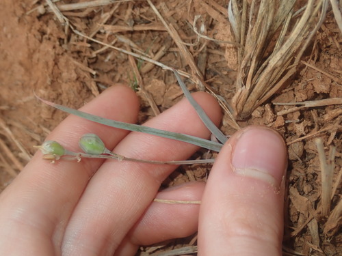 Bulbine alata