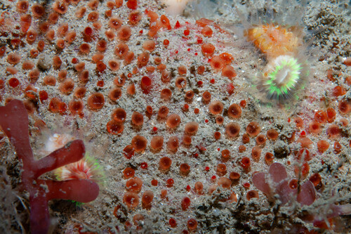 Hymedesmia jecusculum