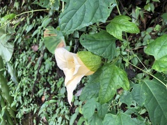 Momordica cochinchinensis