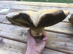 Caloboletus radicans