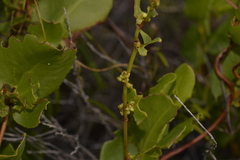 Muehlenbeckia adpressa