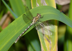 Hemigomphus heteroclytus