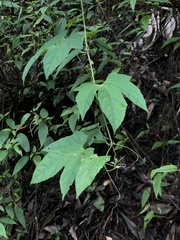 Momordica cochinchinensis