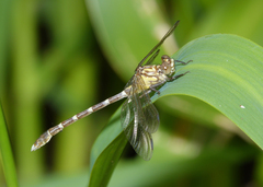 Hemigomphus heteroclytus