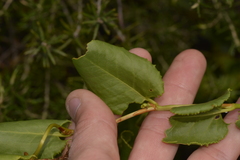 Muehlenbeckia adpressa