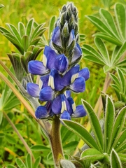 Lupinus cosentinii
