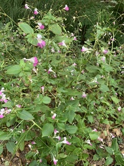 Impatiens balfourii