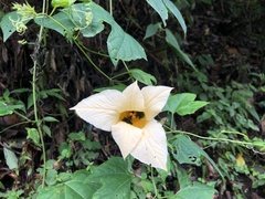 Momordica cochinchinensis