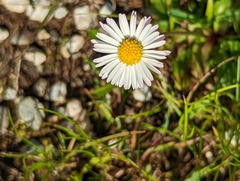 Bellis perennis