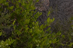 Muehlenbeckia adpressa