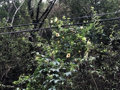 Momordica cochinchinensis