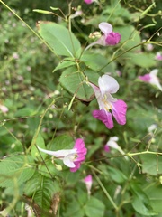 Impatiens balfourii