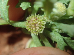 Centipeda crateriformis