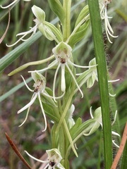 Habenaria quinqueseta