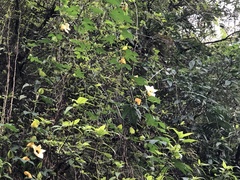 Momordica cochinchinensis