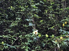 Momordica cochinchinensis