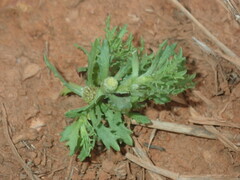 Centipeda crateriformis