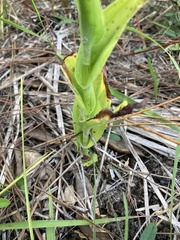 Habenaria quinqueseta