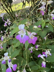 Impatiens balfourii