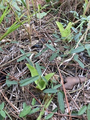 Habenaria quinqueseta