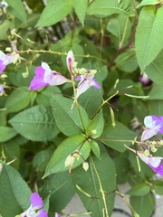 Impatiens balfourii