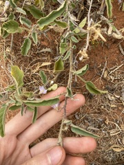 Solanum cleistogamum