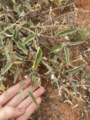 Solanum cleistogamum