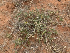 Solanum cleistogamum