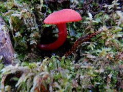 Hygrocybe