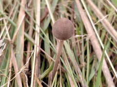 Panaeolus foenisecii
