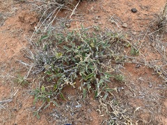 Solanum cleistogamum