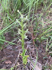 Habenaria quinqueseta