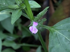 Dicliptera chinensis