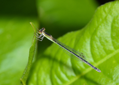 Agriocnemis argentea