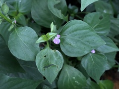 Dicliptera chinensis