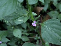 Dicliptera chinensis
