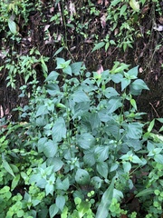 Dicliptera chinensis