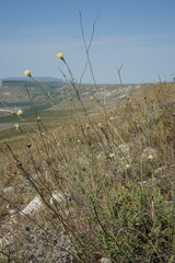 Cephalaria uralensis