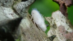 Flatidae