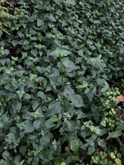 Dicliptera chinensis