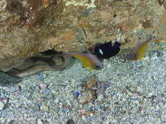Gymnothorax thyrsoideus
